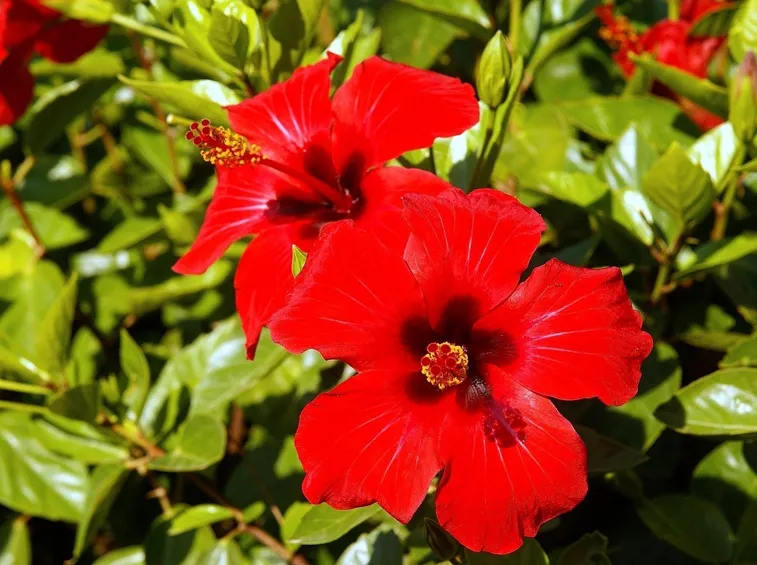 Fiore di Ibisco rosso.