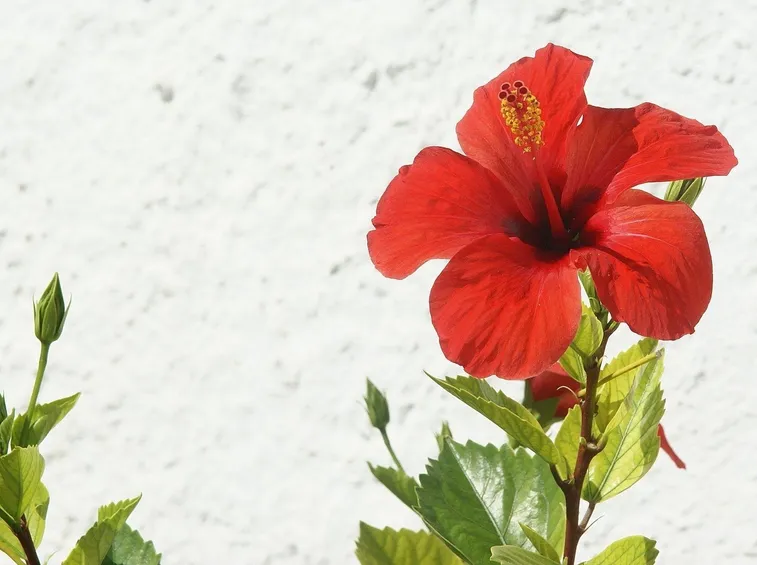 Ibisco rosso in vaso.