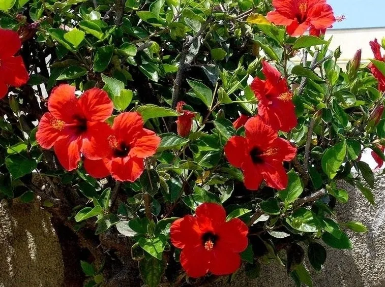Dettaglio fiore Ibisco rosso.