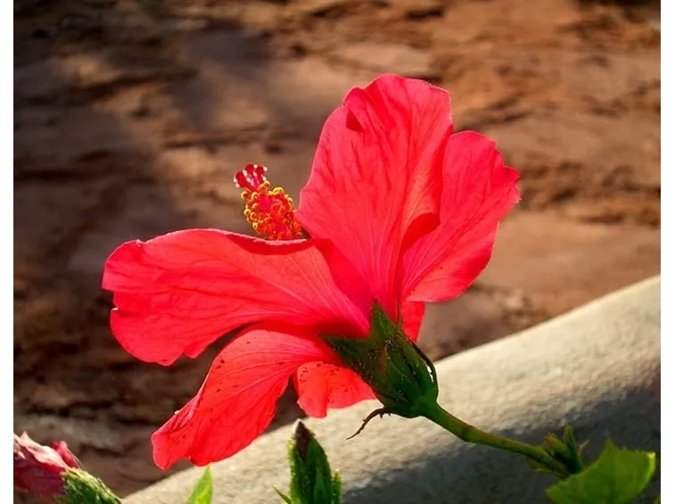 Parassiti Ibisco rosso.