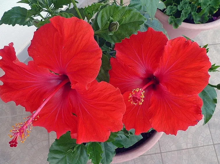 Fiori di ibisco