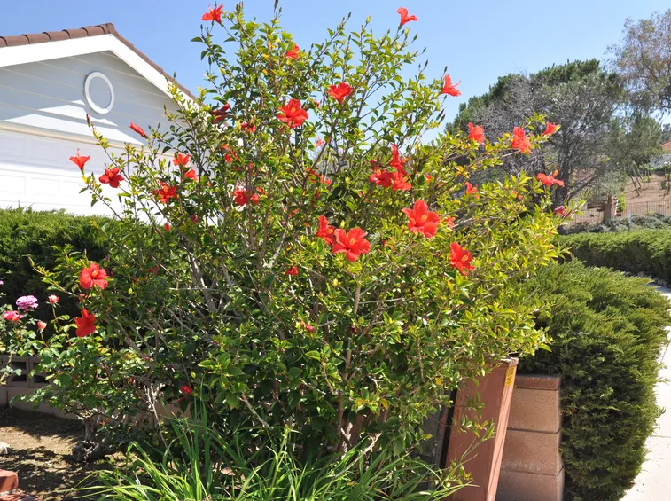 Albero di ibisco