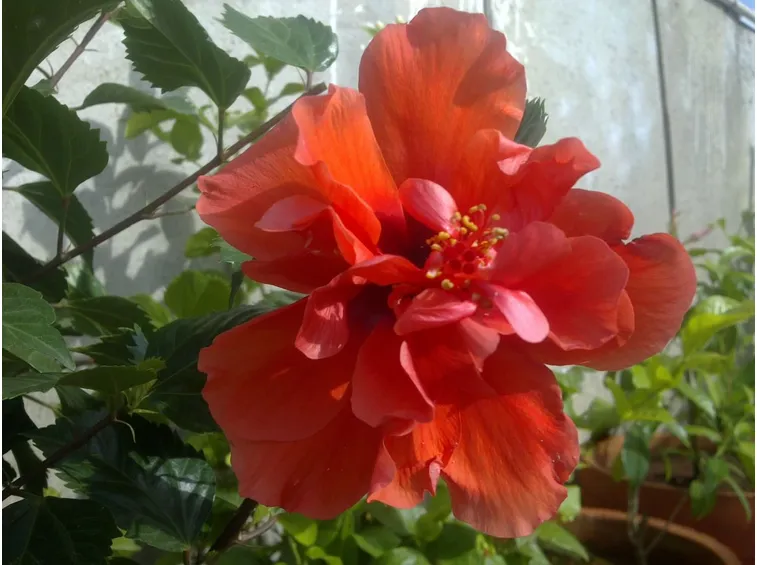 Fiore doppio di ibisco