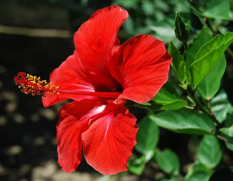 ibisco fiore