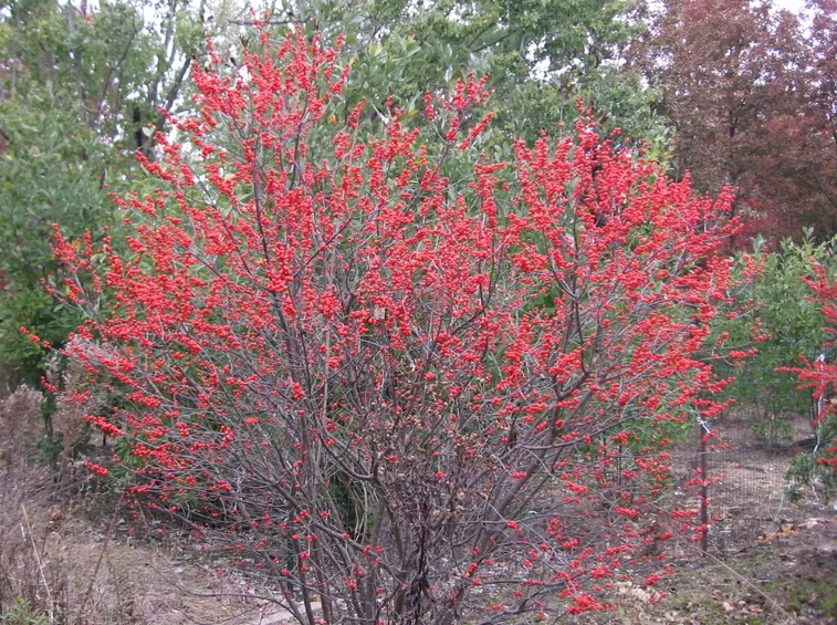 Ilex verticillata