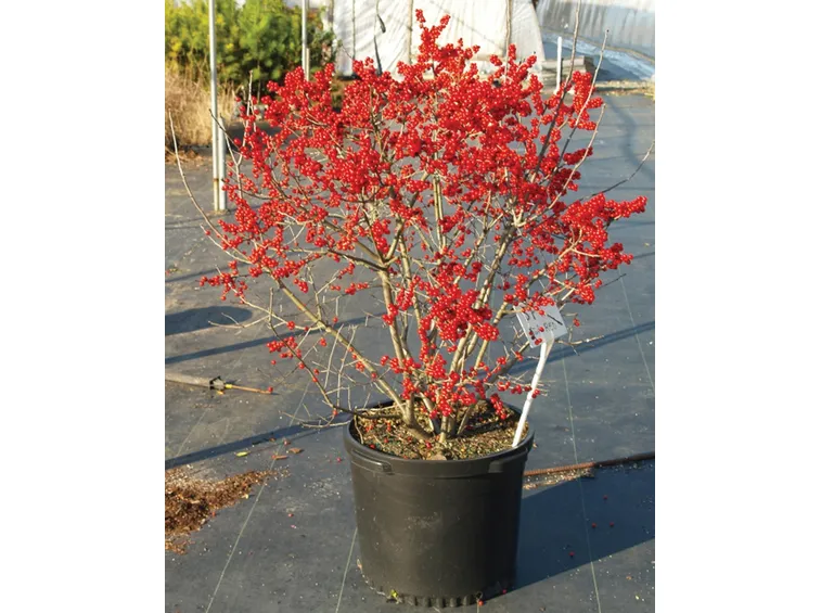 Coltivazioni ilex pianta