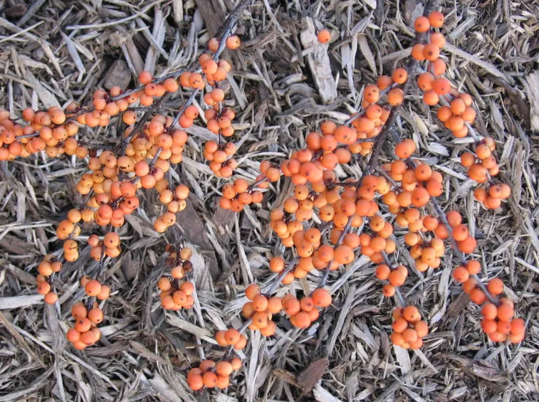 Bacche pianta ilex
