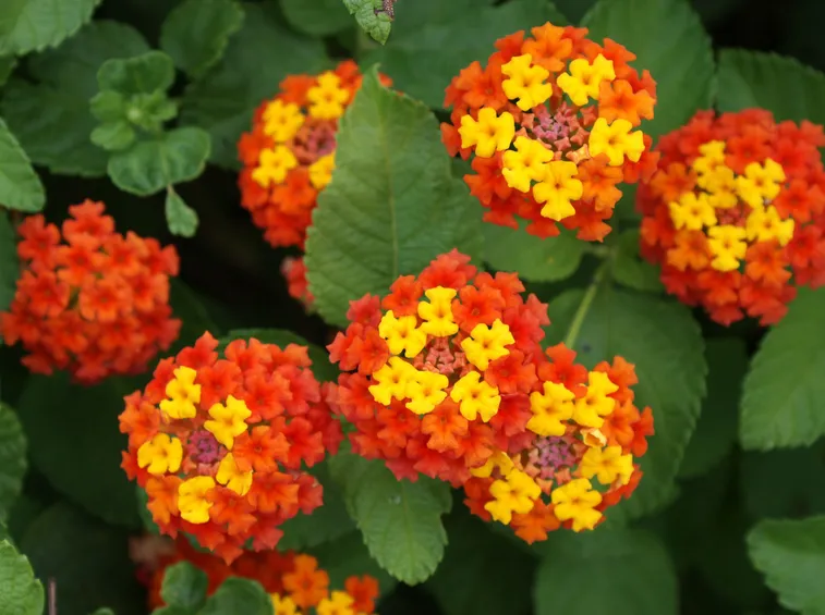 Lantana fioritura