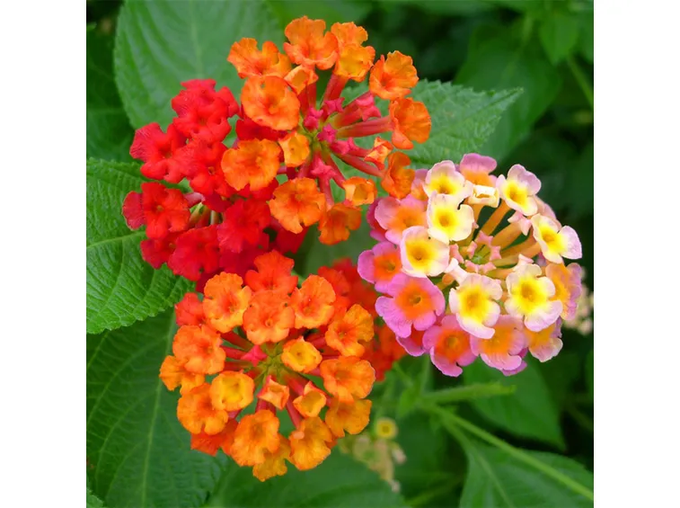 Foglia lantana