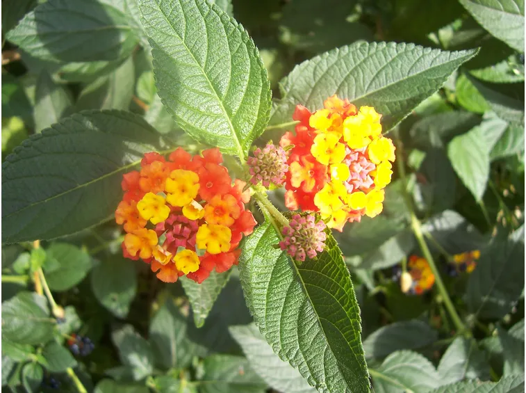 Esemplare lantana fiore