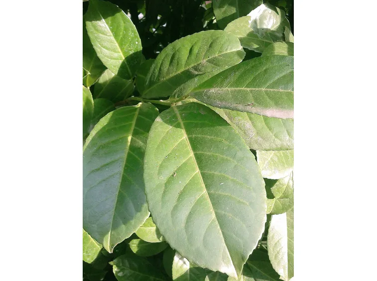 Prunus laurocerasus : particolare foglia