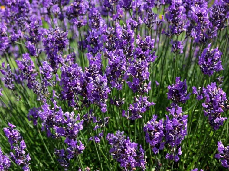 concimare lavanda