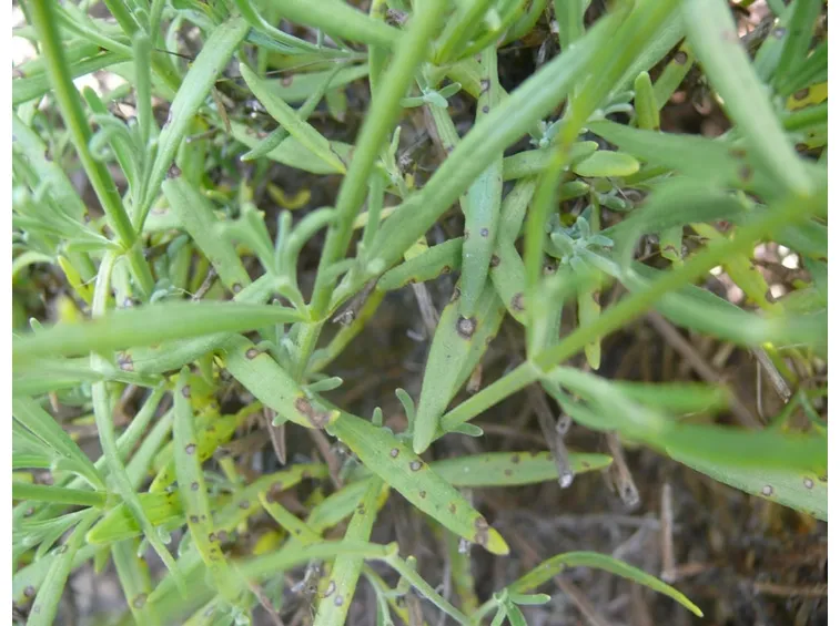 Foglie di lavanda colpite dal fungo Septoria