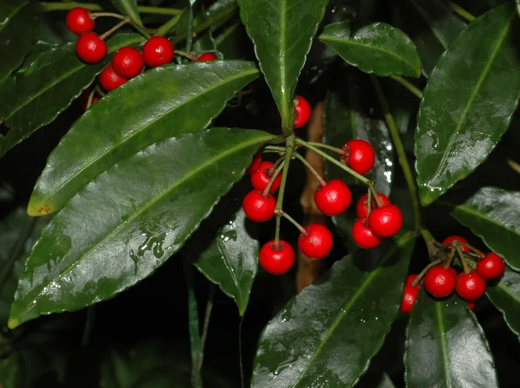 ardisia
