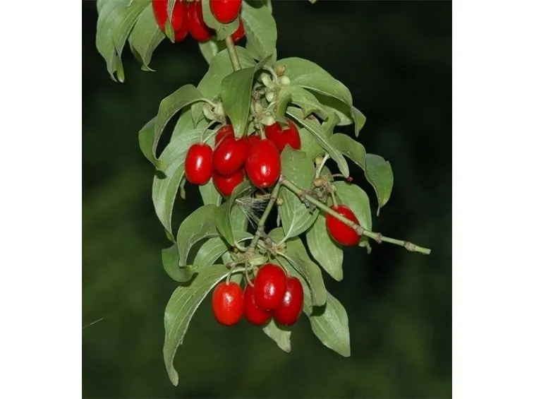 corniolo