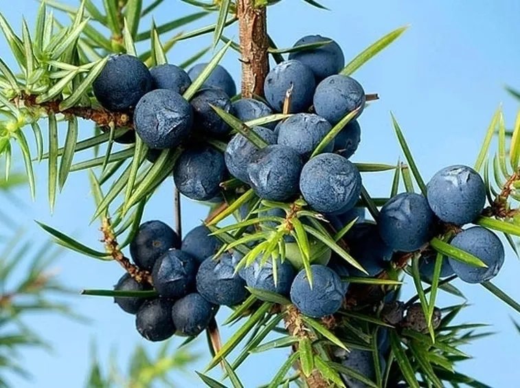 Ginepro