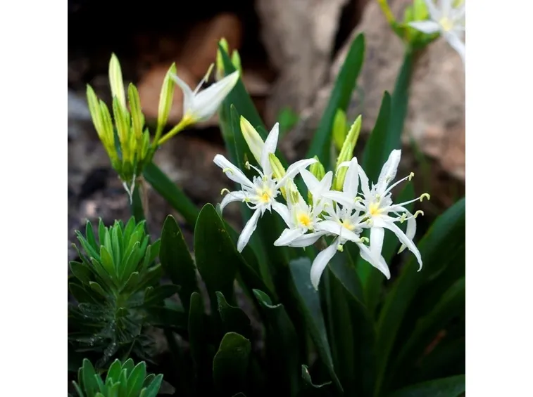 Coltivare lilium giardino