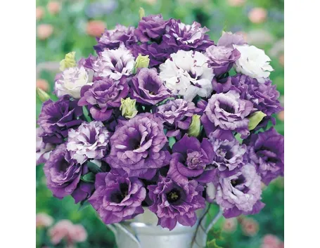 Fiori recisi di Lisianthus