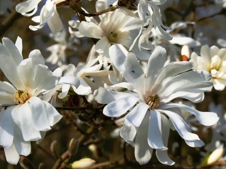 Magnolia 
