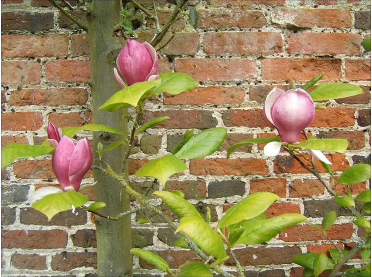magnolia
