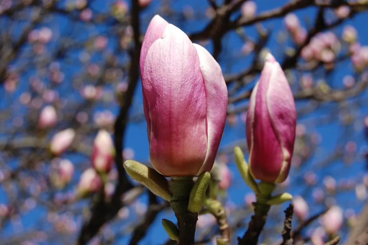 Magnolia 