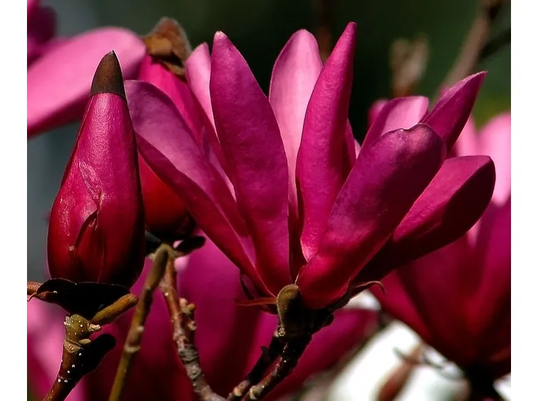 Fiori magnolia