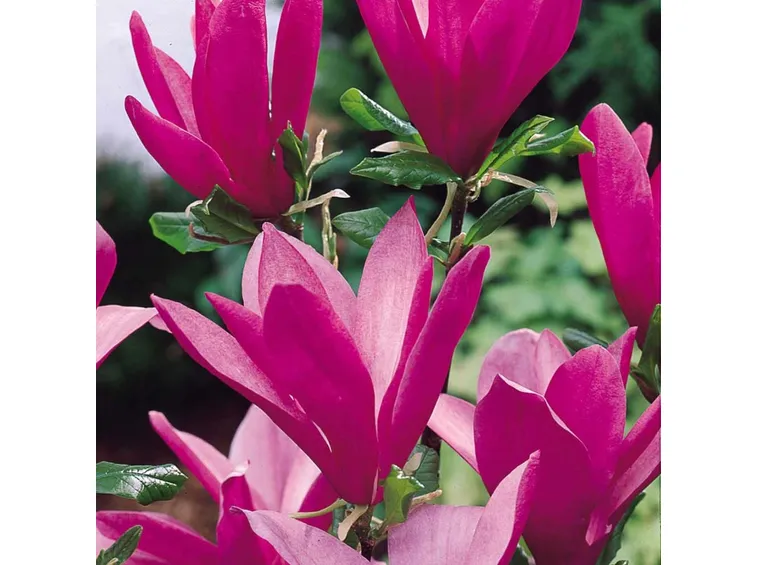Magnolia pianta