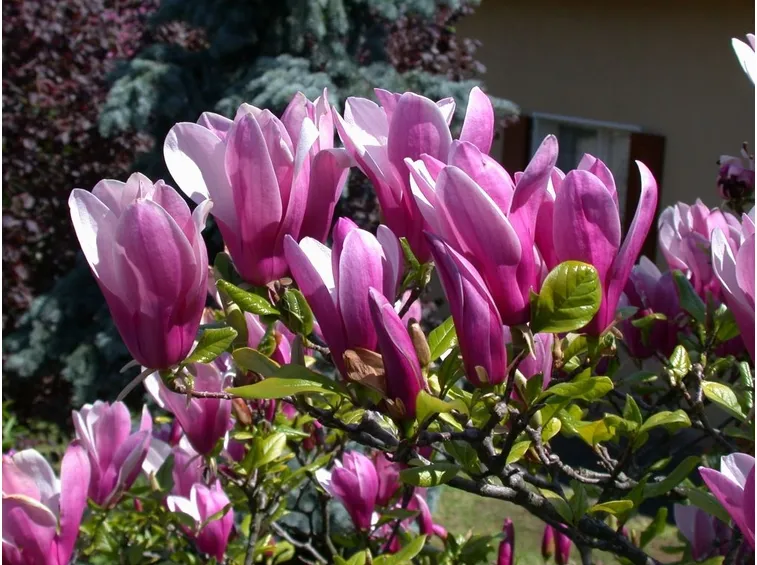 Magnolia soulangeana