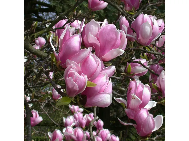 Magnolia albero