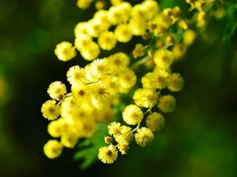 Mimosa