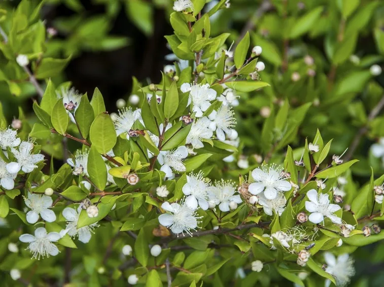 Pianta di mirto in fioritura