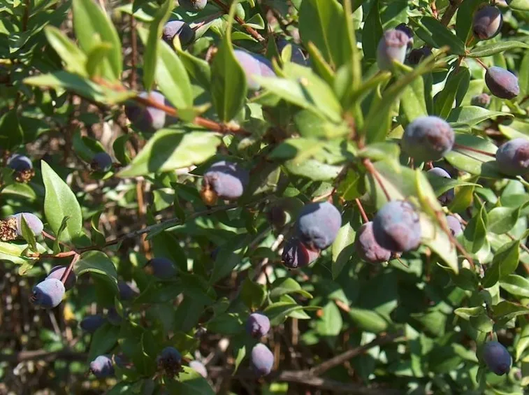 Frutti di mirto comune