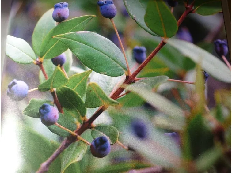 Fiori di mirto