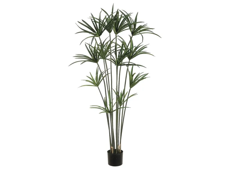 Esemplare di Cyperus Papyrus