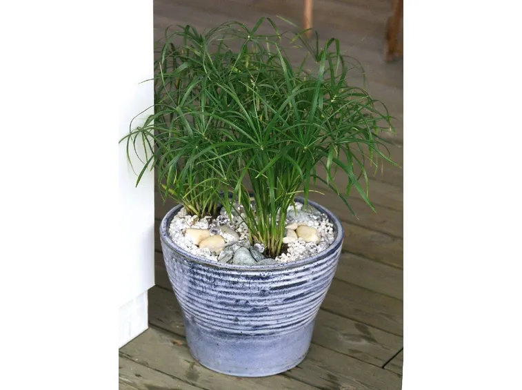 Papiro in vaso