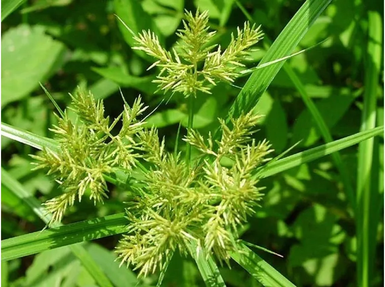 Infiorescenza di un papiro sano