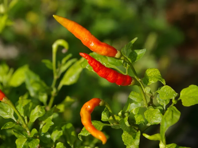 Peperoncini