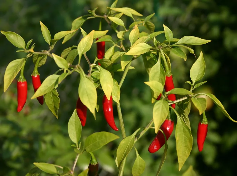peproncino