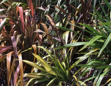 Fogliame piante Phormium