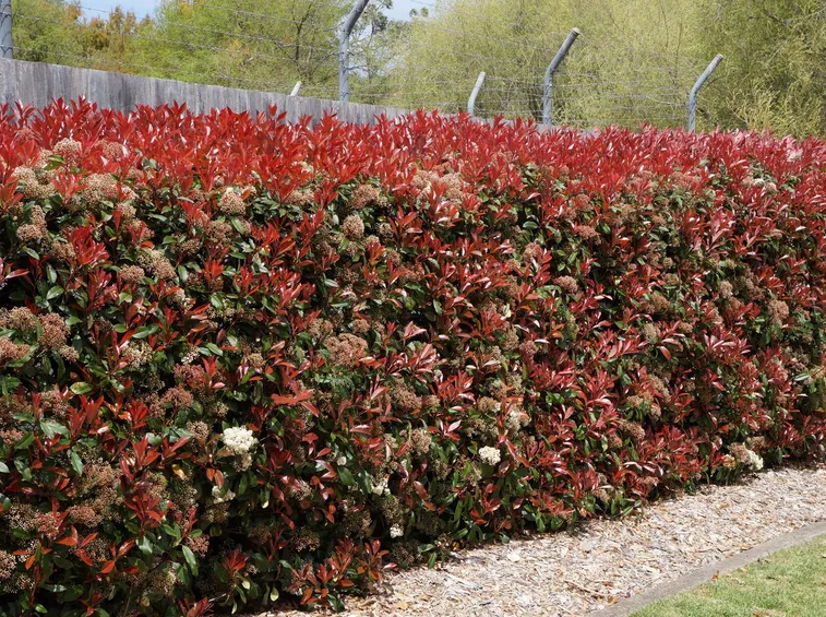 Frutto della siepe di Photinia