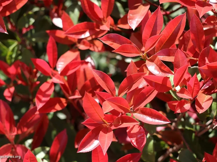 Siepe di Photinia in fiore