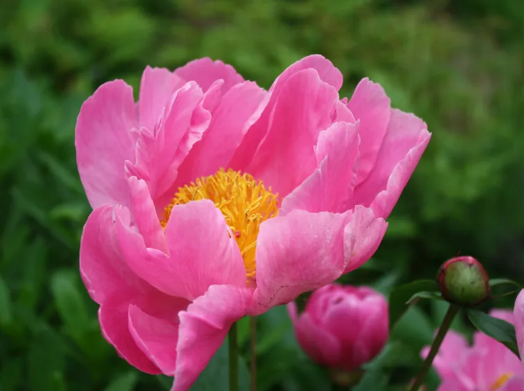 peonia