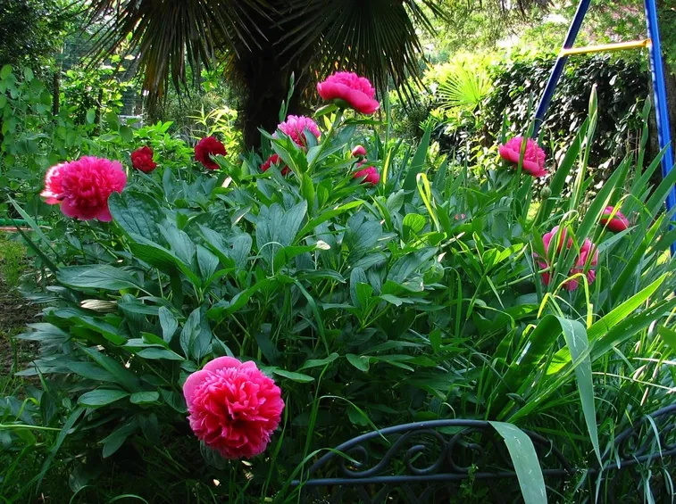 peonia