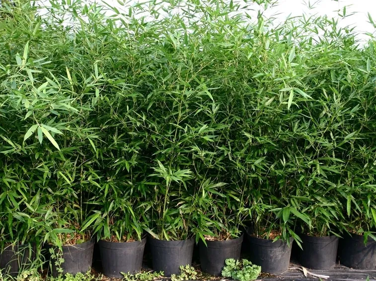 Pianta bamboo