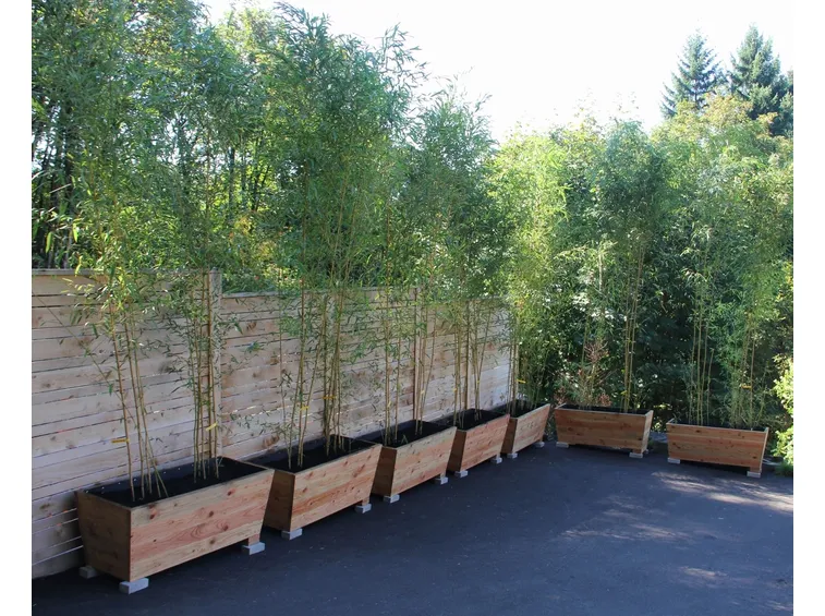 Rizoma bamboo