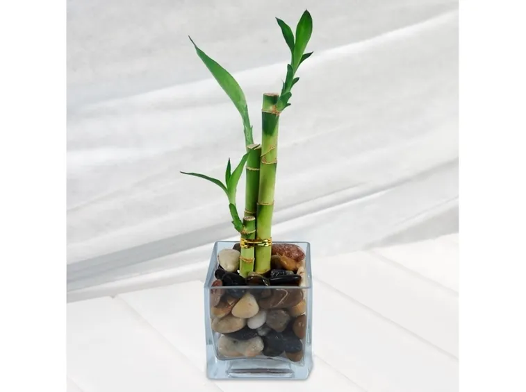 Bamboo in casa