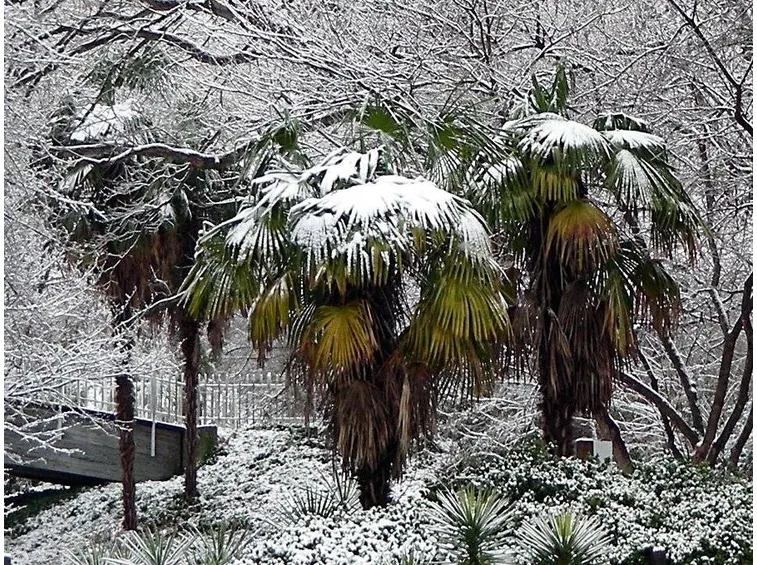 La Trachycarpus in inverno