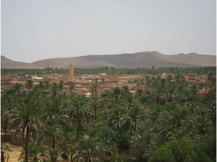 Palme in Marocco