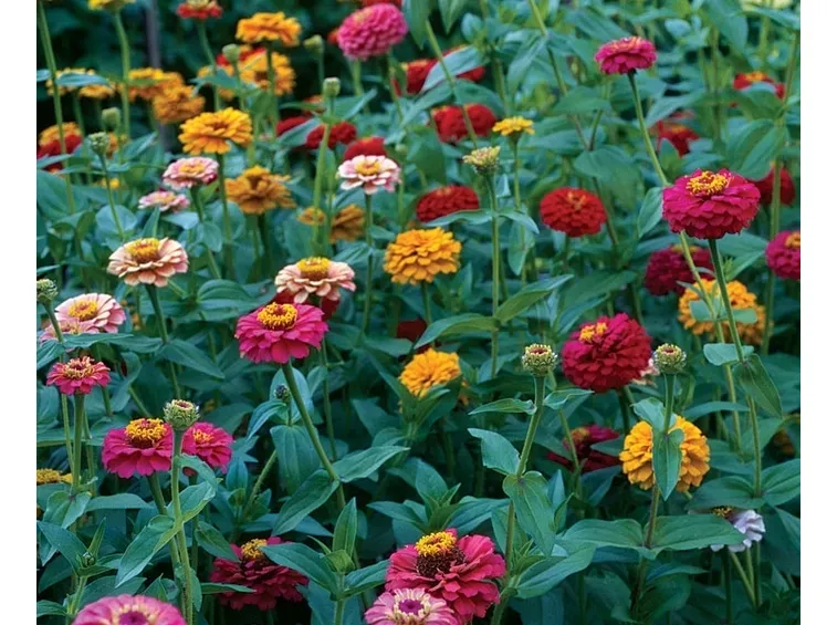 zinnia