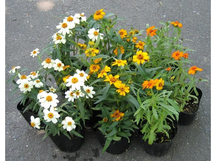zinnia1